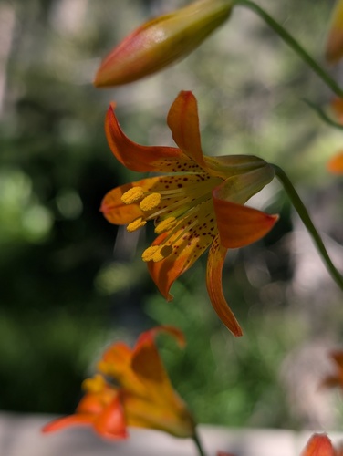 iNaturalist observation photo of Sierra Tiger Lily