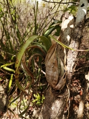 Tillandsia flexuosa image