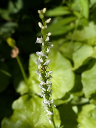 iNaturalist observation photo of white bog orchid