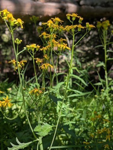 iNaturalist observation photo of groundsels