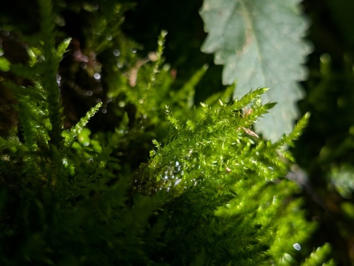 iNaturalist observation photo of Mosses