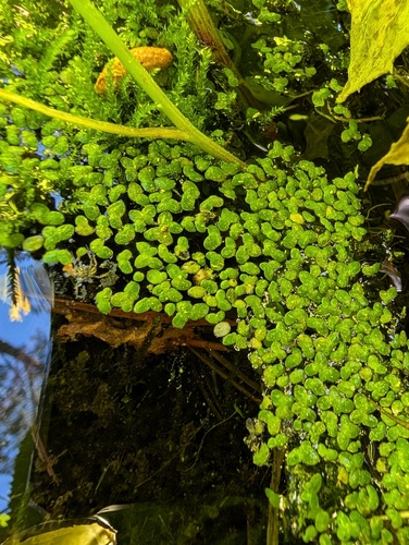 iNaturalist observation photo of Duckweeds