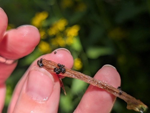 iNaturalist observation photo of Gastropods