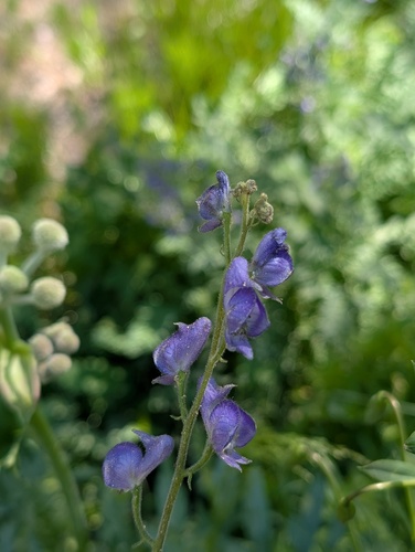 iNaturalist observation photo of Columbian Monkshood