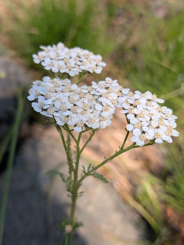 iNaturalist observation photo of common yarrow