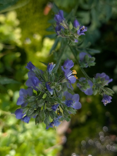 iNaturalist observation photo of western Jacob's ladder