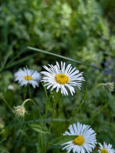 iNaturalist observation photo of Coulter's fleabane