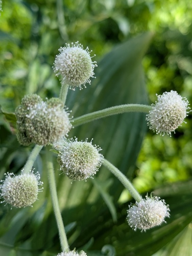 iNaturalist observation photo of ranger buttons
