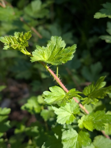 iNaturalist observation photo of currants and gooseberries