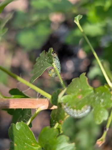 iNaturalist observation photo of Imported Currantworm