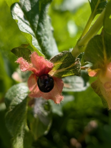 iNaturalist observation photo of twinberry honeysuckle