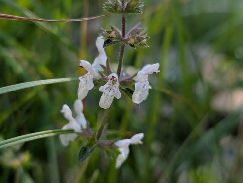 iNaturalist observation photo of Hedgenettles