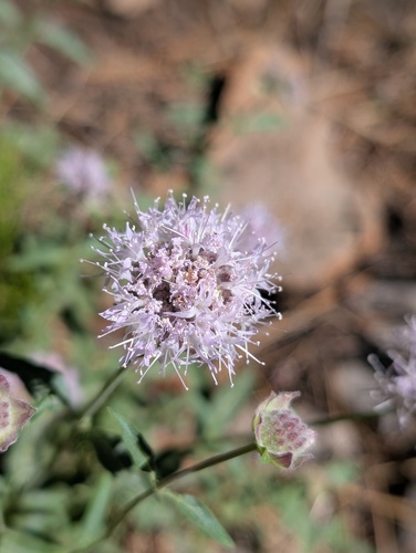iNaturalist observation photo of Monardella ovata pallida