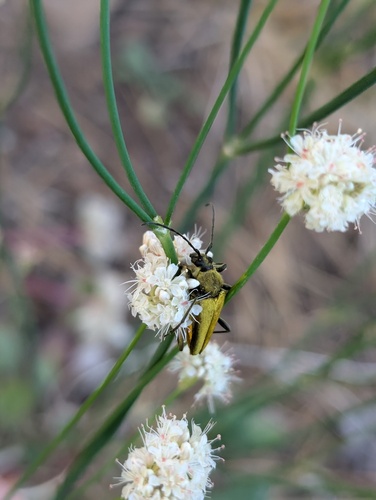 iNaturalist observation photo of Yellow Velvet Beetle