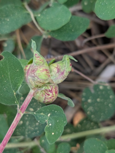 iNaturalist observation photo of Snowberry Sawfly
