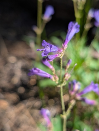 iNaturalist observation photo of Slender Beardtongue