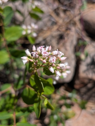 iNaturalist observation photo of spreading dogbane