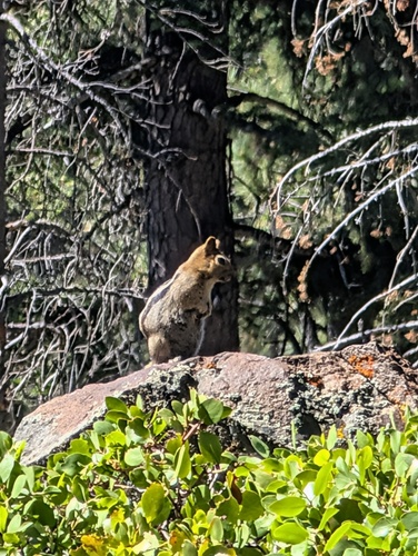 iNaturalist observation photo of Common Golden-mantled Ground Squirrel