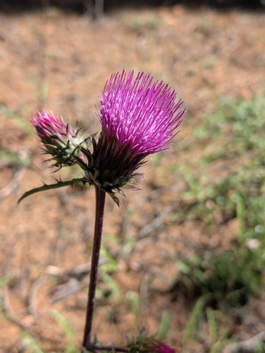 iNaturalist observation photo of Anderson's thistle
