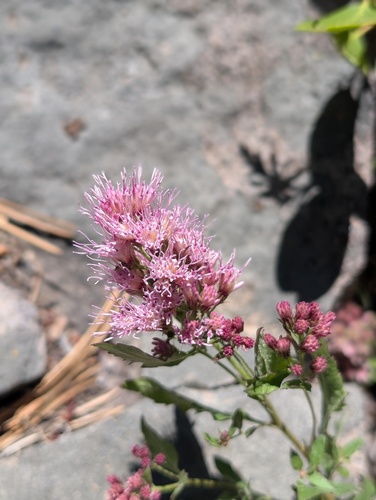 iNaturalist observation photo of Western Snakeroot