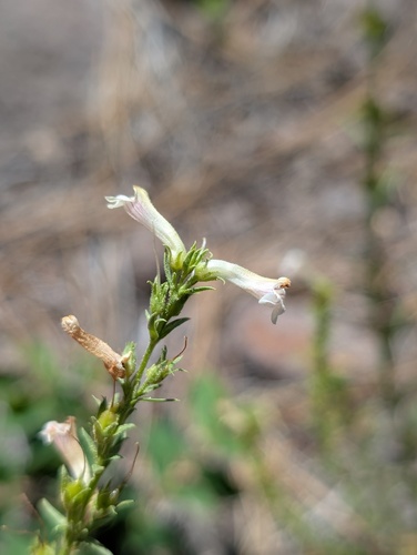 iNaturalist observation photo of Hot Rock Penstemon