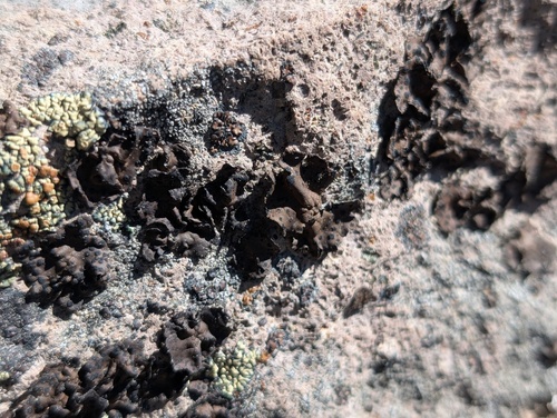 iNaturalist observation photo of Rock Tripes