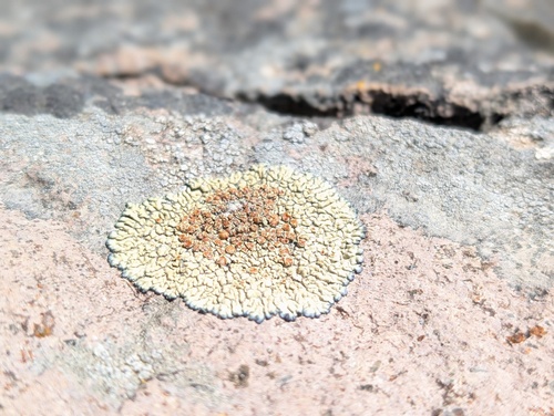 iNaturalist observation photo of Protoparmeliopsis