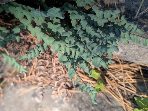 iNaturalist observation photo of Bridges' cliffbrake