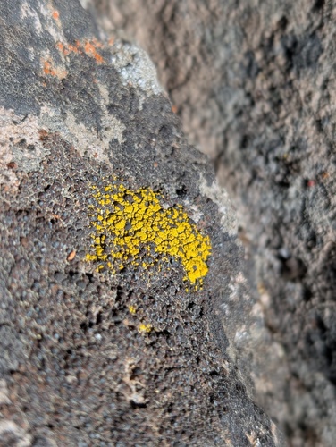 iNaturalist observation photo of Common Lichens