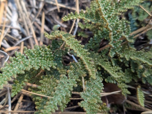 iNaturalist observation photo of lace lip fern