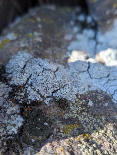 iNaturalist observation photo of Common Lichens