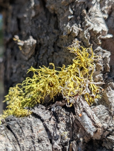 iNaturalist observation photo of Brown-eyed Wolf Lichen
