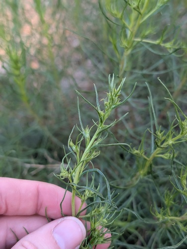 iNaturalist observation photo of Bloomer's goldenbush