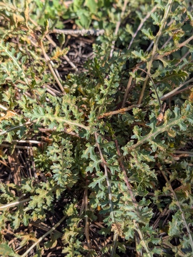 iNaturalist observation photo of pinewoods lousewort