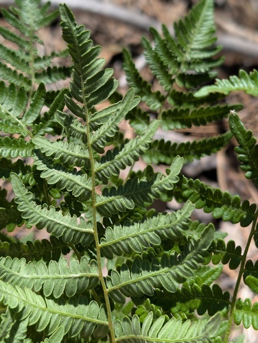 iNaturalist observation photo of Hairy brackenfern