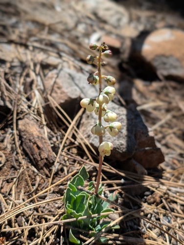 iNaturalist observation photo of Toothed Wintergreen
