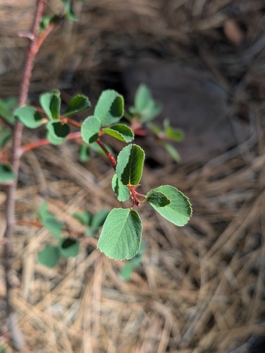 iNaturalist observation photo of serviceberries