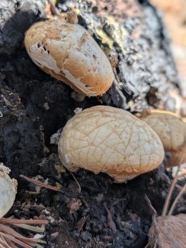 iNaturalist observation photo of Veiled Polypore