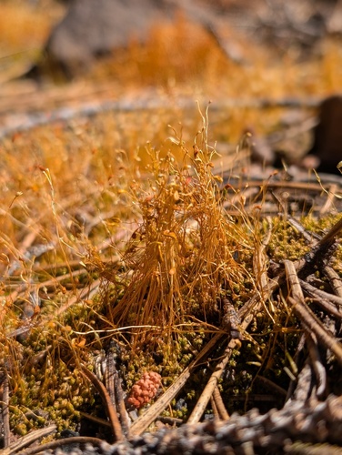 iNaturalist observation photo of Bonfire moss