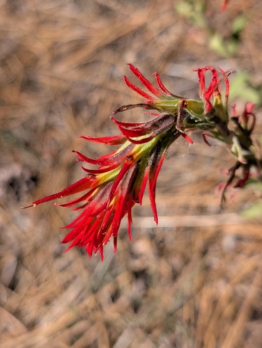 iNaturalist observation photo of wavyleaf paintbrush