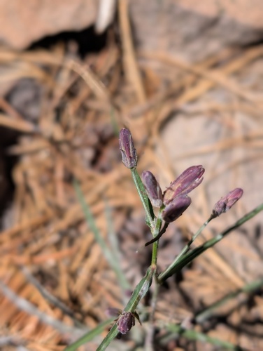iNaturalist observation photo of lettuce wirelettuce
