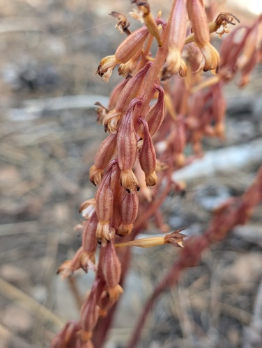 iNaturalist observation photo of spotted coralroot