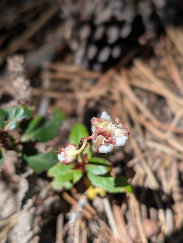 iNaturalist observation photo of Little Prince's Pine