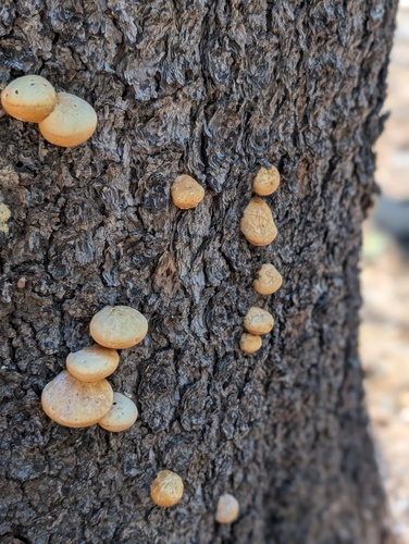 iNaturalist observation photo of Veiled Polypore