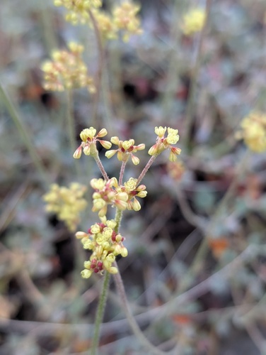 iNaturalist observation photo of marumleaf buckwheat