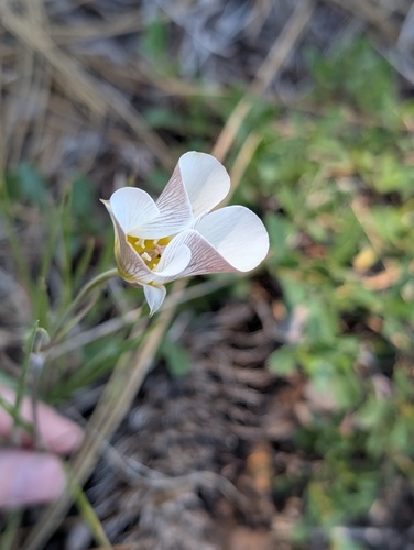 iNaturalist observation photo of Leichtlin's Mariposa Lily