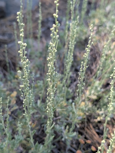 iNaturalist observation photo of wormwoods and sagebrushes