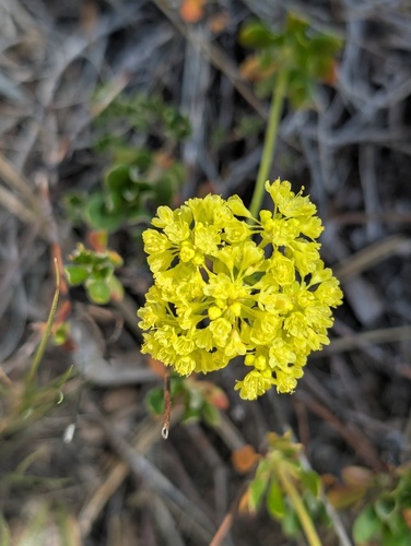 iNaturalist observation photo of sulfur buckwheat