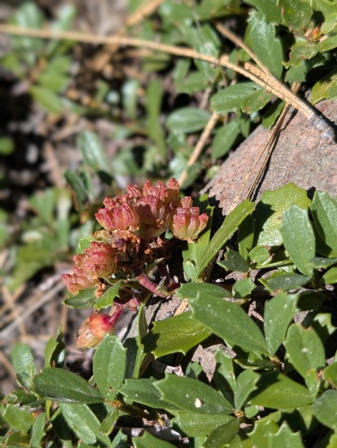 iNaturalist observation photo of Mahala mat