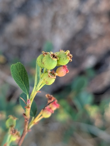 iNaturalist observation photo of serviceberries